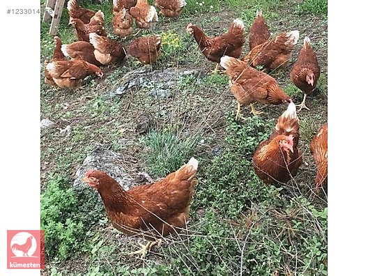 Pets & Livestock / Poultry & Fowl / Chickens