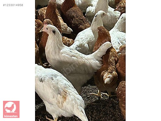Pets & Livestock / Poultry & Fowl / Chickens