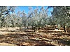İZNİK BOYALICA/KILIÇ DA MÜSTAKİL TAPU 752 M2 ZEYTİNLİK
