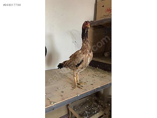 Tavuk Orjinal Saf Kan Istanbul Tavugu Sahibinden Comda 948017788