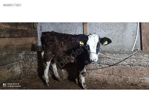 qkkhayee0w wum qkkhayee0w wum