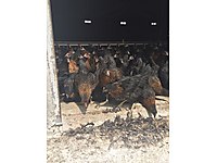 Izmir Satilik Tavuk Cinsleri Ve Fiyatlari Sahibinden Com Da 40