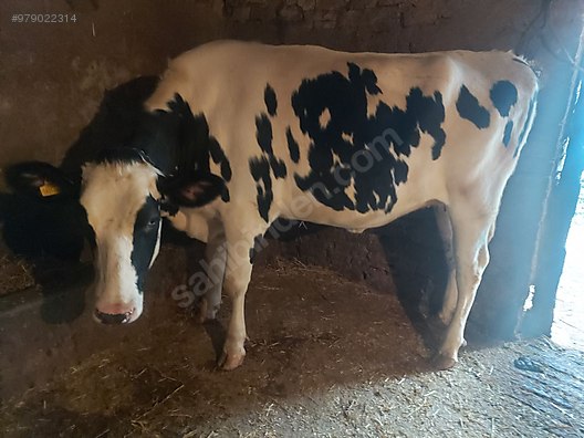 merkez birlik holstein satilik gebe duve mavi sertifikali turkiye nin ucretsiz ilan sitesi sahibinden com da 979022314