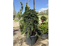 Ters ardıç ağacı