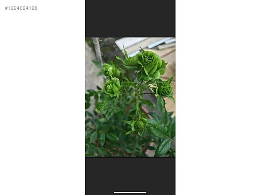 İkinci El ve Sıfır Alışveriş / Bahçe & Yapı Market / Bahçe / Bitki & Çiçek / Çiçekli Bitki