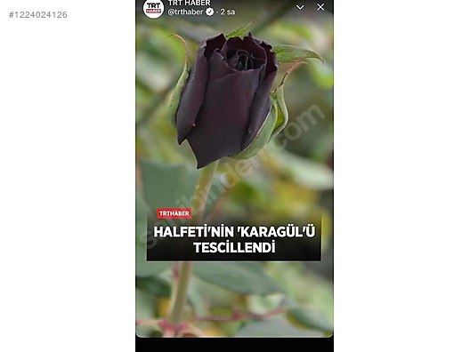 İkinci El ve Sıfır Alışveriş / Bahçe & Yapı Market / Bahçe / Bitki & Çiçek / Çiçekli Bitki