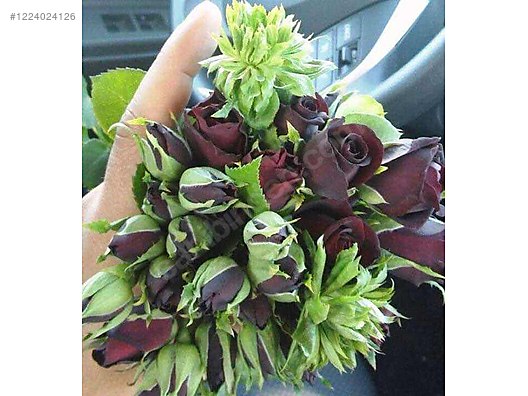 İkinci El ve Sıfır Alışveriş / Bahçe & Yapı Market / Bahçe / Bitki & Çiçek / Çiçekli Bitki