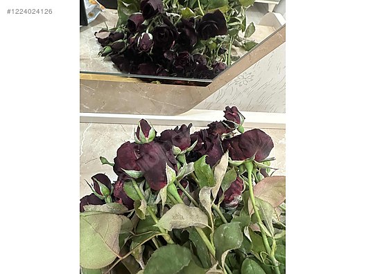 İkinci El ve Sıfır Alışveriş / Bahçe & Yapı Market / Bahçe / Bitki & Çiçek / Çiçekli Bitki