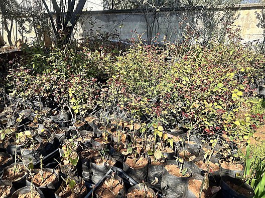 İkinci El ve Sıfır Alışveriş / Bahçe & Yapı Market / Bahçe / Bitki & Çiçek / Çiçekli Bitki