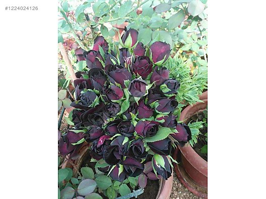 İkinci El ve Sıfır Alışveriş / Bahçe & Yapı Market / Bahçe / Bitki & Çiçek / Çiçekli Bitki