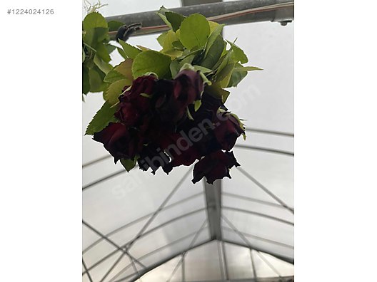 İkinci El ve Sıfır Alışveriş / Bahçe & Yapı Market / Bahçe / Bitki & Çiçek / Çiçekli Bitki