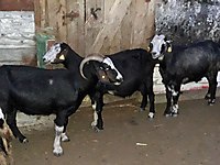 satilik keci cinsleri ve fiyatlari sahibinden com da satilik keci cinsleri ve fiyatlari sahibinden com da