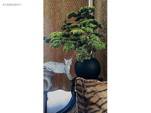 bonsai immergrün Green Home Bonsai Erde