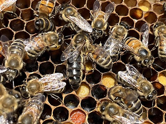 Hayvanlar Alemi / Böcekler / Arı