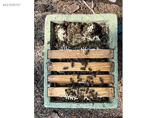 Hayvanlar Alemi / Böcekler / Arı