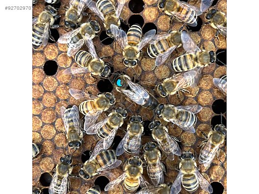 Hayvanlar Alemi / Böcekler / Arı