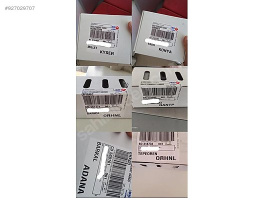 Hayvanlar Alemi / Böcekler / Arı