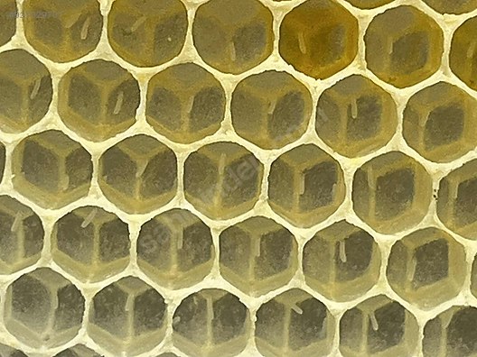 Hayvanlar Alemi / Böcekler / Arı