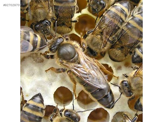 Hayvanlar Alemi / Böcekler / Arı