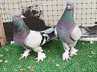 Satilik Kumes Hayvanlari Ilanlari Sahibinden Com 36
