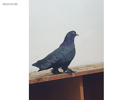 Guvercin Arap Mardin Erkek Bursa Disi Cikcik Arap Mardin Yavru Sahibinden Comda 892030386