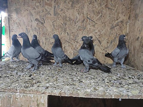 sahibinden satilik guvercin istanbul hollanda g vercin sahibinden satilik guvercin istanbul hollanda g vercin