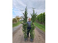 2 METRE LEYLANDİ FİDANI