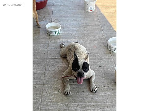 Köpek / Fransız (French) Bulldog / barınağa bırakılan patili