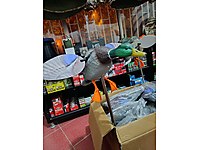 Yeşilbaş motorlu ördek mühresi