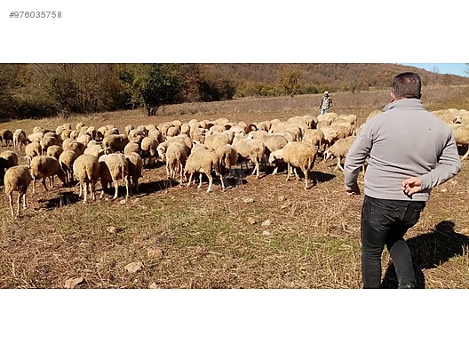 koyun kivircik merinos ikiz garantili sahibinden comda 976035758 koyun kivircik merinos ikiz garantili sahibinden comda 976035758