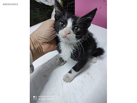 kedi diger irklar dunyalar tatlisi 1 aylik smokin sahibinden comda 868040604
