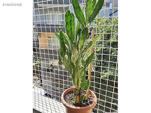 monstera albo mint Monstera Jungle Mint 4” Exact Plant main image 1