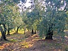 MUDANYA MİRZAOBA MAH YAKINI SATILIK VERİMLİ 6.939 M2 ZEYTİNLİK