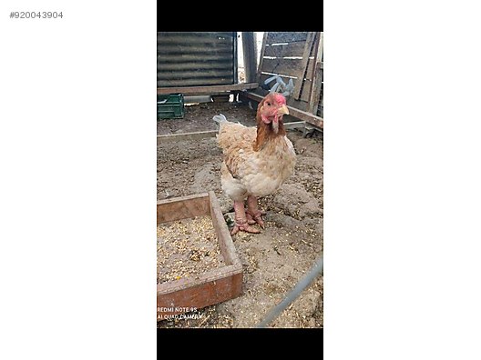 Tavuk Dong Tao Ejderha Tavugu Civcivleri Sahibinden Comda 920043904 Tavuk Dong Tao Ejderha Tavugu Civcivleri Sahibinden Comda 920043904