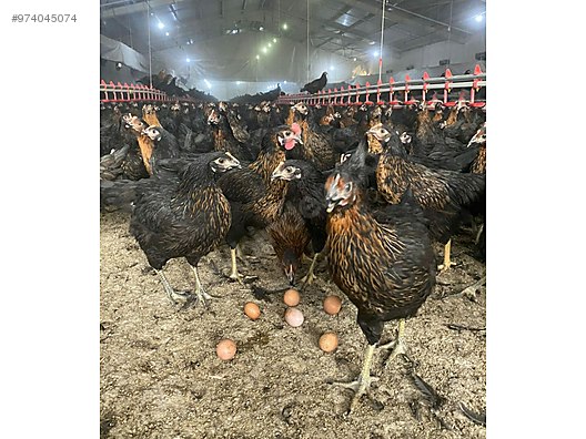 X2cceoxnhp0lkm X2cceoxnhp0lkm