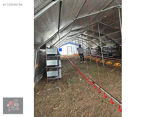 Pets & Livestock / Accessories / Poultry & Fowl / Cage & Coop