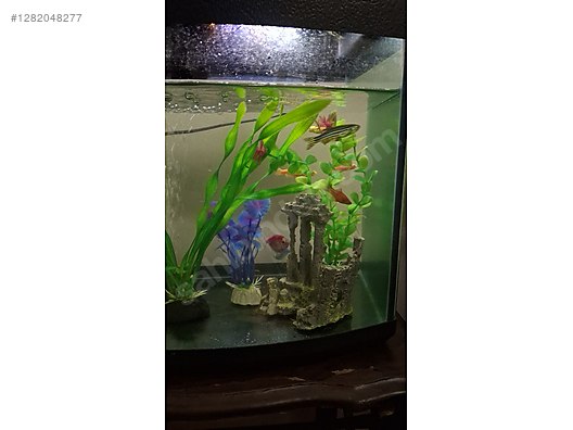 Hayvanlar Alemi / Deniz Canlıları / Deniz Balıkları