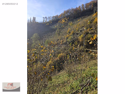 MURAT EMLAKTAN ÇATALPINAR ORTAJÖYDE SATILIK FINDIK BAHÇESİ #1285050212