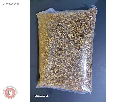 Hayvanlar Alemi / Böcekler / Diğer Türler