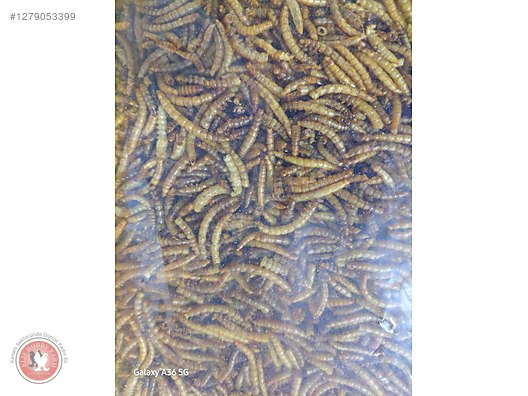 Hayvanlar Alemi / Böcekler / Diğer Türler