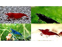 TÜM KARİDES ÇEŞİTLERİ STOKLAR YENİLENDİ #1245053872