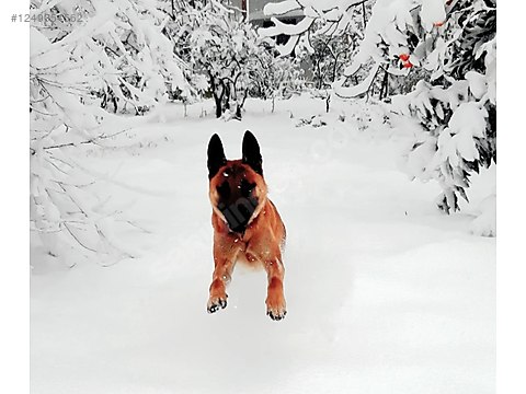 Doggy Pozisyonu Nedir? Doggy Style Nasıl Yapılır? Doggy Pozisyonu Nedir? Doggy Style Nasıl Yapılır?