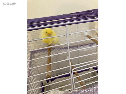 satilik kanarya kafesi sahibinden comda 978057041