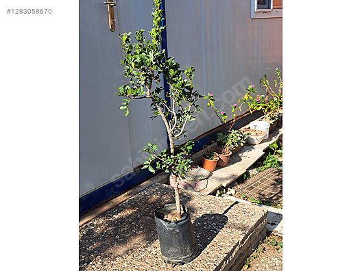 SAKIZ AĞACI (Pistacia lentiscus var. Chia) tüplü on sahibinden.com