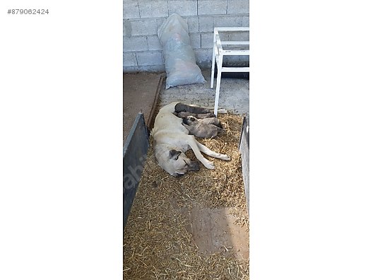 Kopek Kangal Kangal Yavrulari Sahibinden Comda 879062424