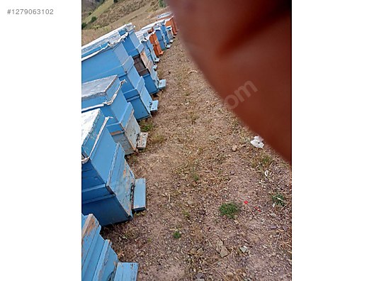 Pets & Livestock / Insects / Bees