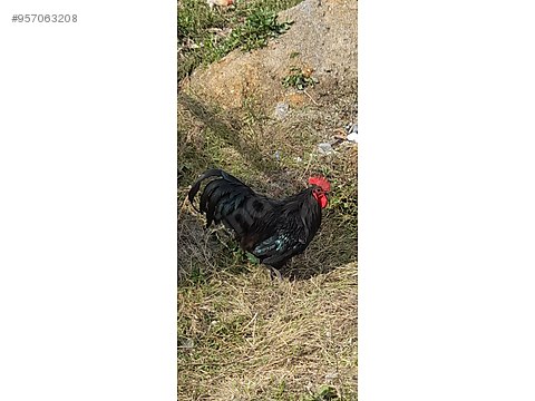 tavuk sahibinden satilik koy tavugu sahibinden comda 957063208 tavuk sahibinden satilik koy tavugu sahibinden comda 957063208