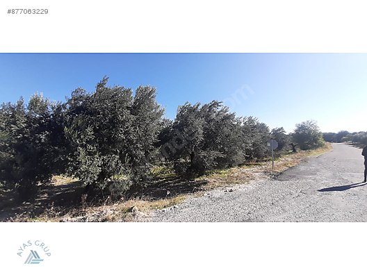 akhisar suleymanlida zeytinyagi fab isletmesi ruhsatli zeytinlik satilik arsa ilanlari sahibinden com da 877063229 akhisar suleymanlida zeytinyagi fab isletmesi ruhsatli zeytinlik satilik arsa ilanlari sahibinden com da 877063229