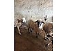 Pets & Livestock / Small Livestock / Sheep
