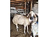 Pets & Livestock / Small Livestock / Sheep